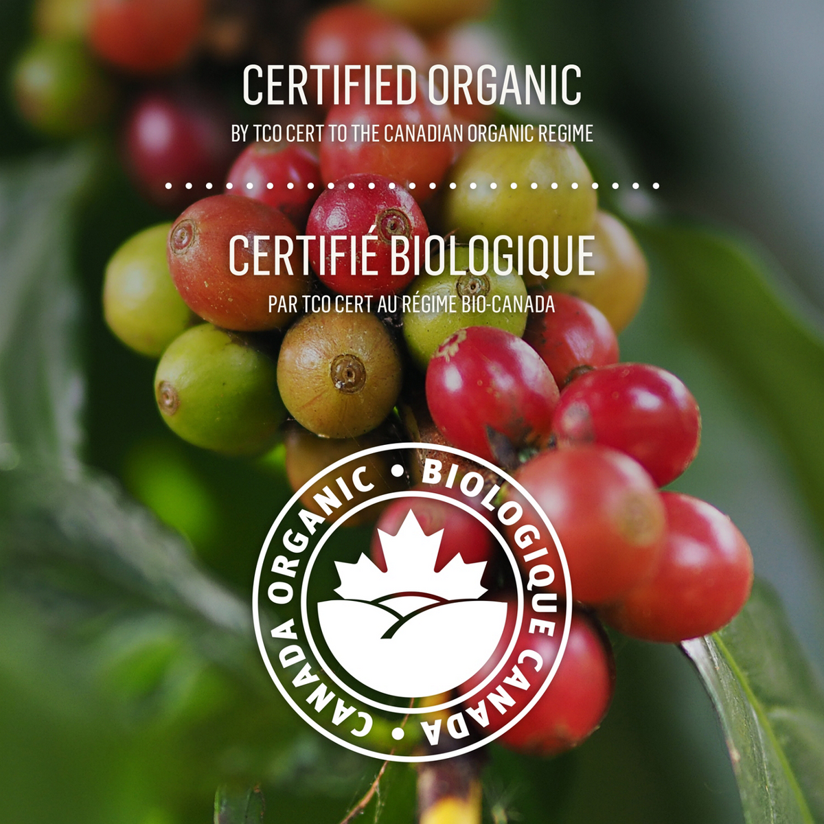 McCafé High Grown Organic Dark Roast Whole Beans
